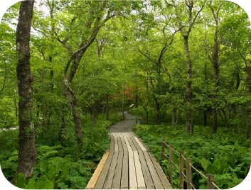 箱根湿生花園